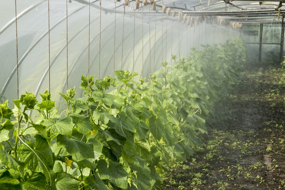 GREEN HOUSE FARMING