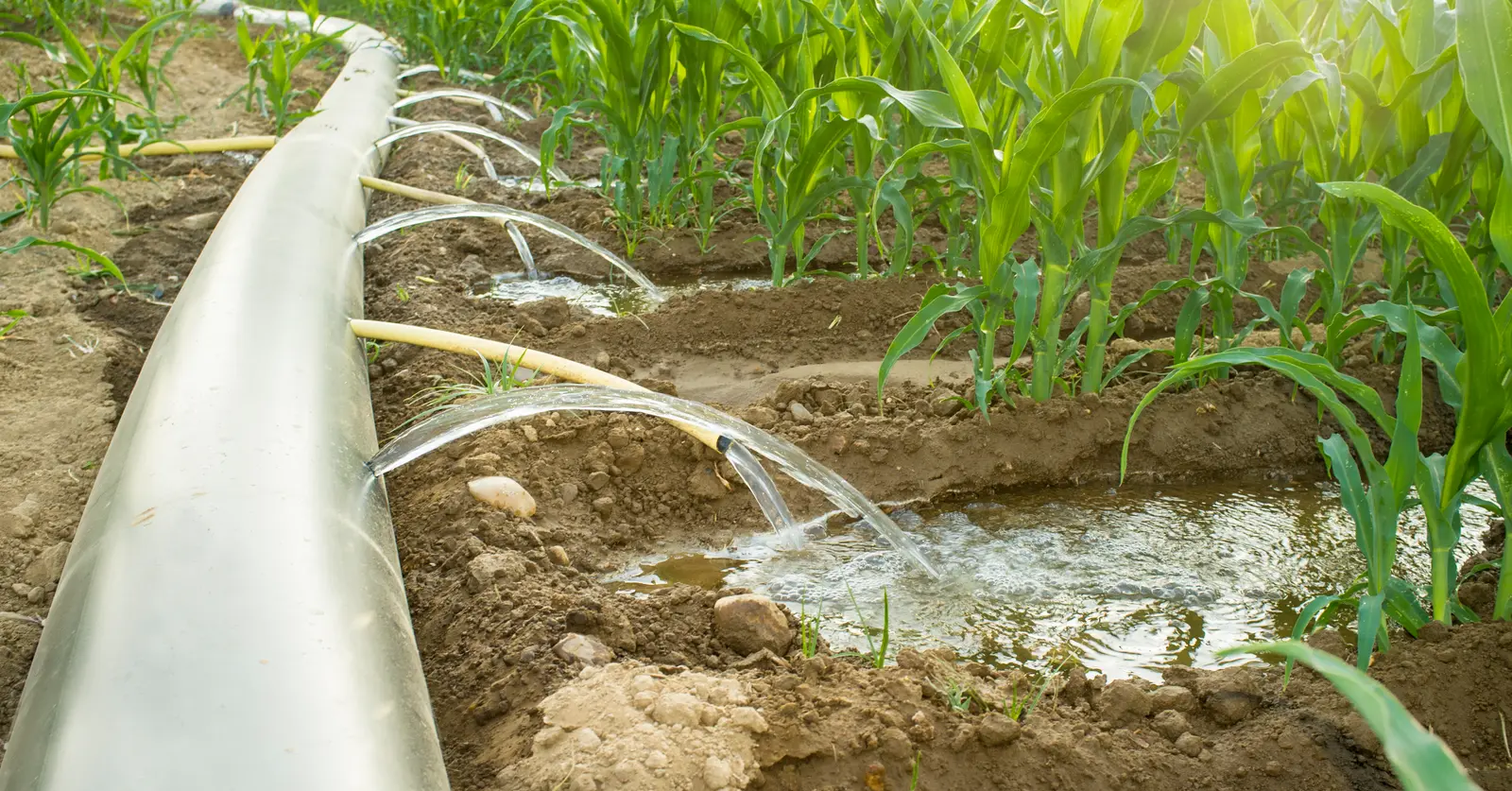 irrigation system