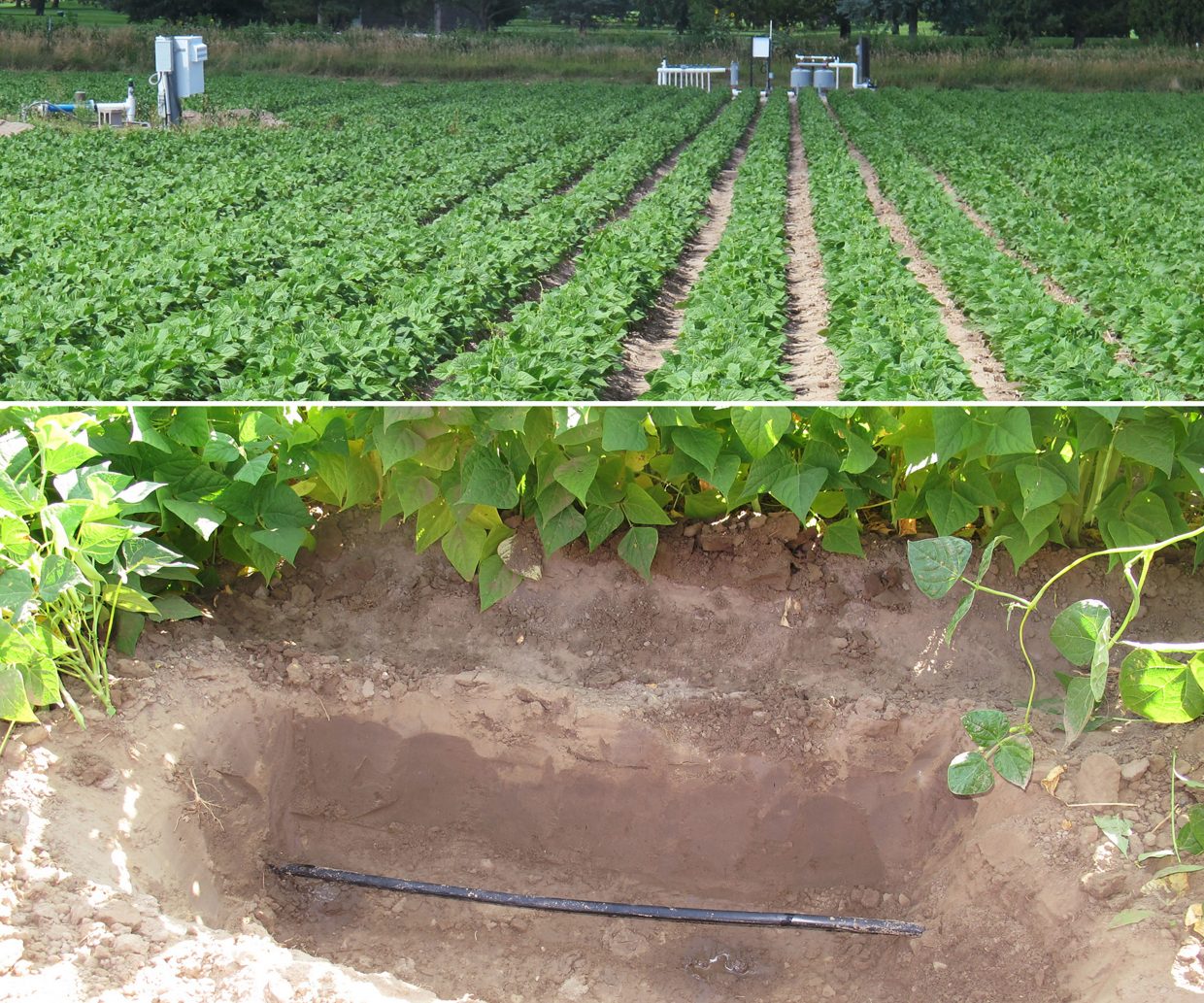 solar-power-irrigation