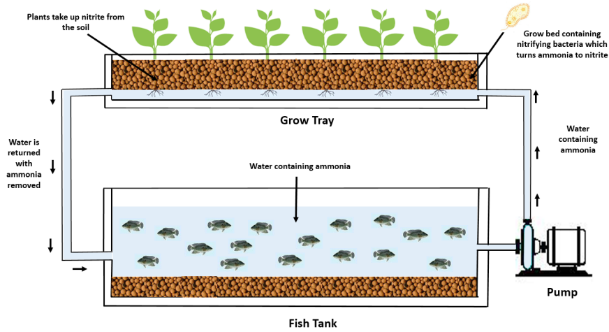 Aquaponics type Vertical Farm