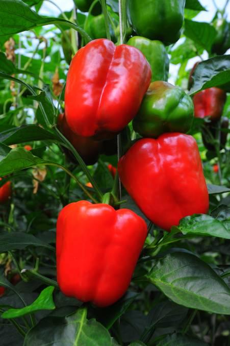 Minimize the Fungal disease in Bell pepper farming via Fogger System Automation