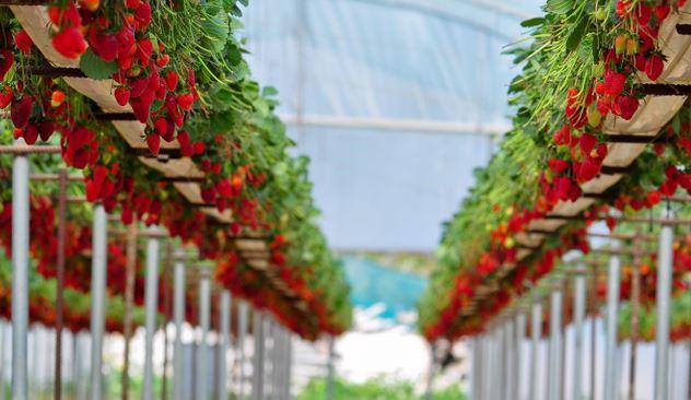 Reduce the Crop loss by 40% by ensuring the optimal growing condition for Strawberry farming.