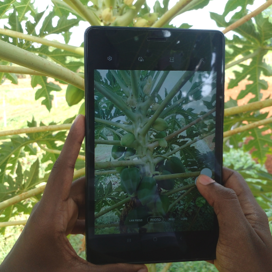 Papaya farming