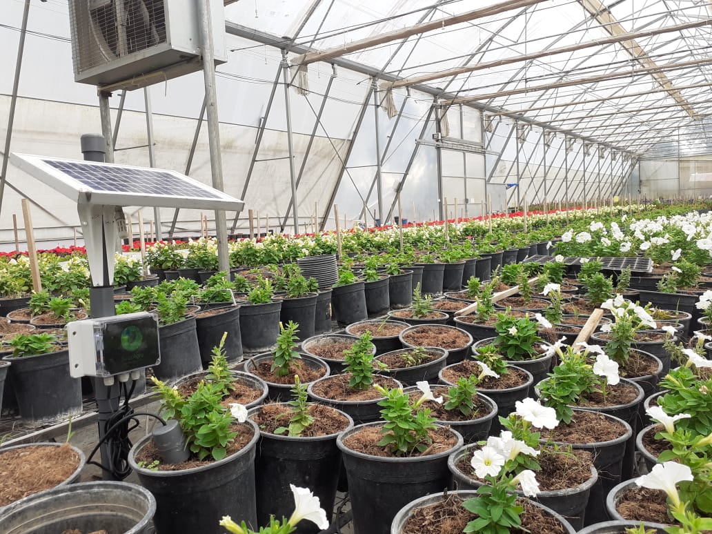Senzagro device in greenhouse
