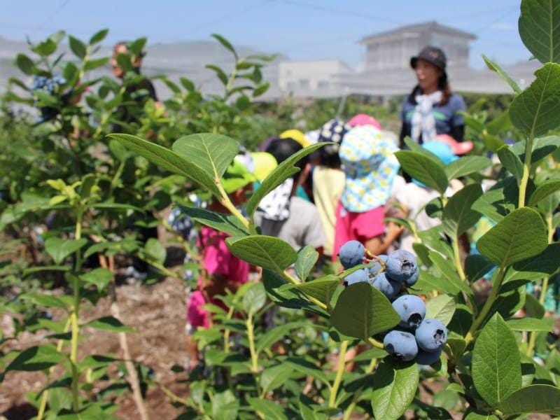 Japan Blueberry Farming in japan