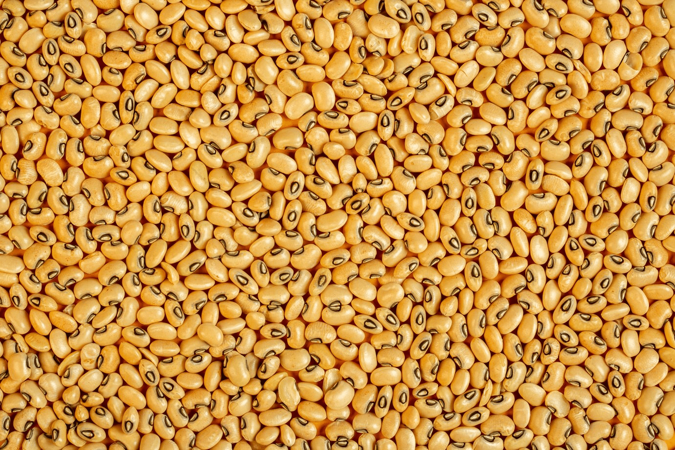 Cowpea / கௌபி
