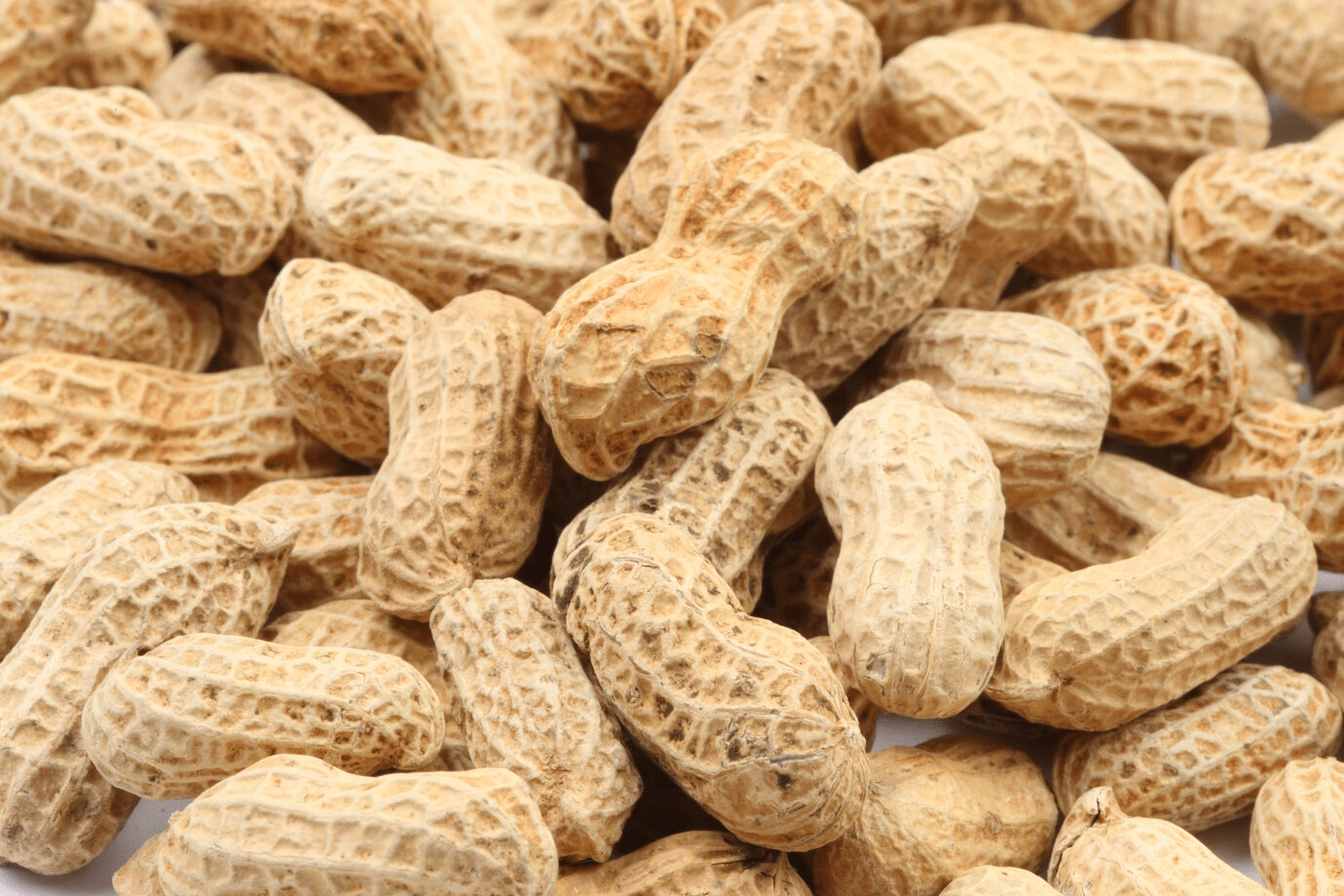 Groundnut
