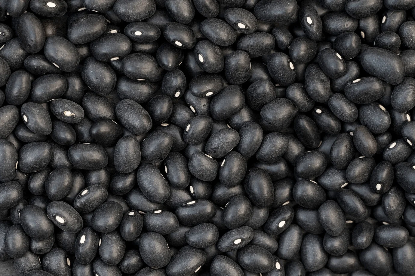 Black Gram