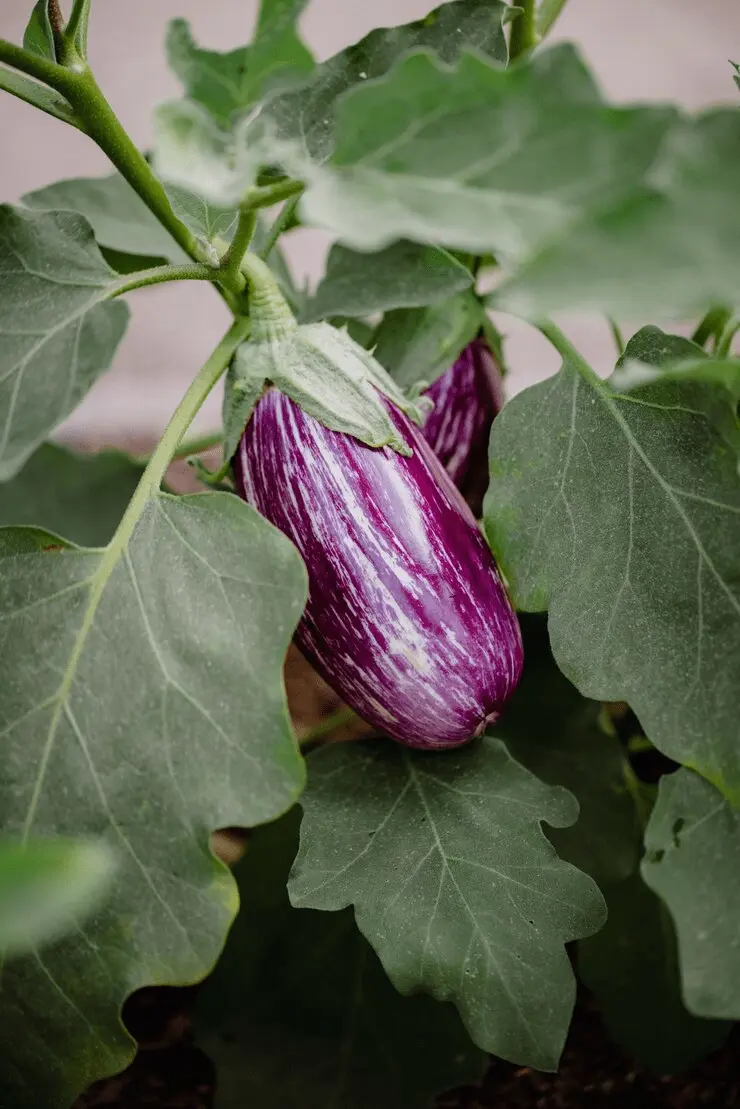Brinjal