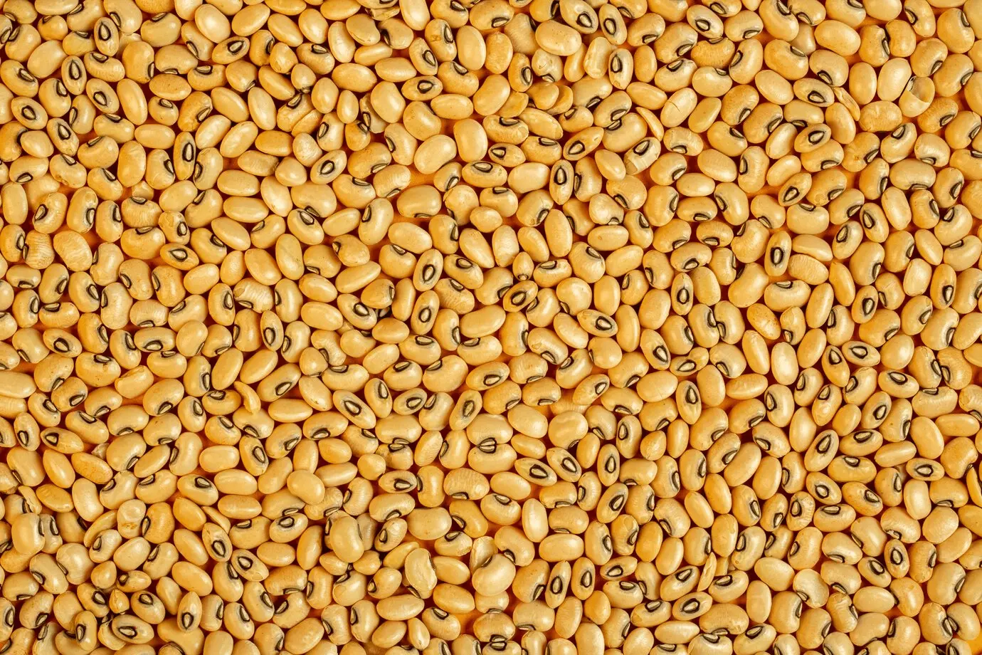 Cowpea / கௌபி