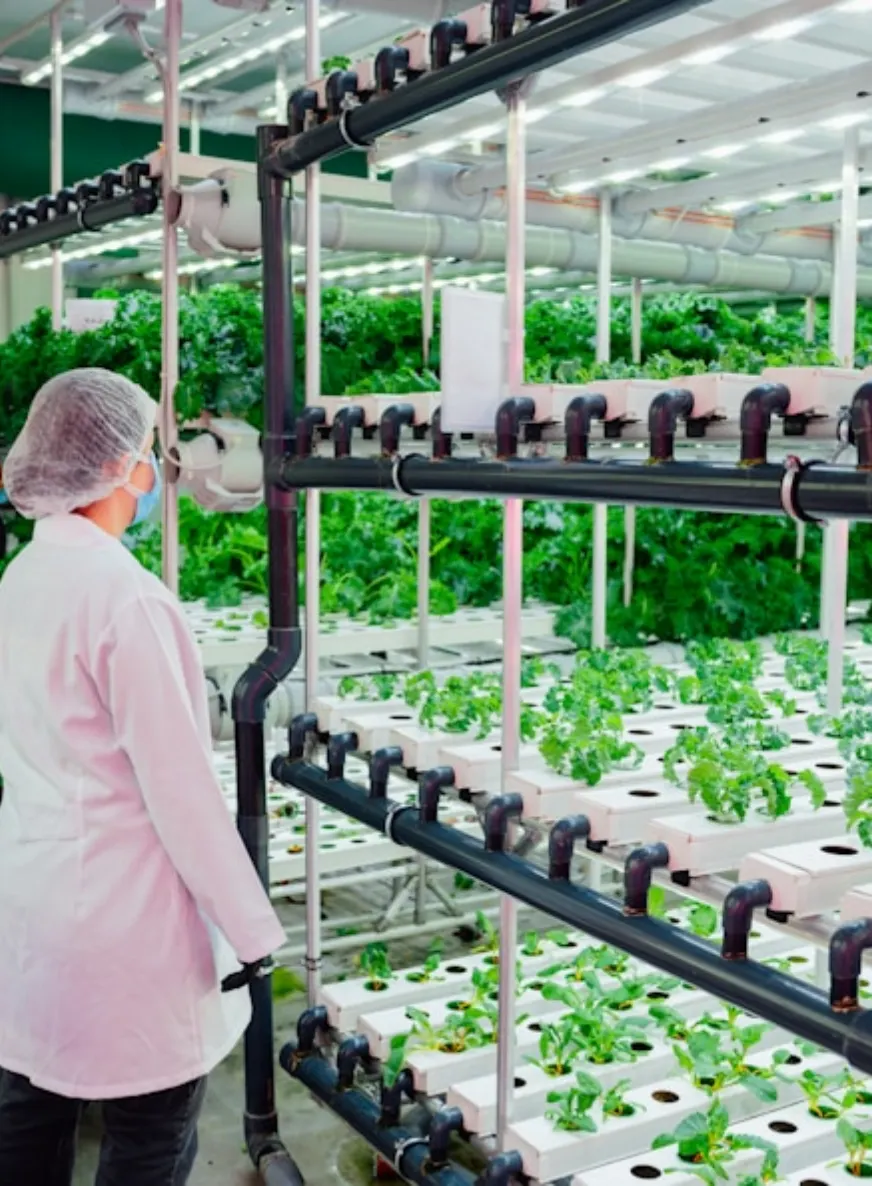 Hydroponic farming facility