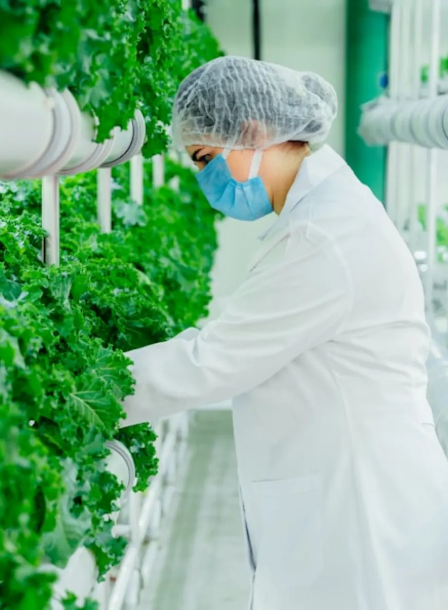 Scientist examining plants