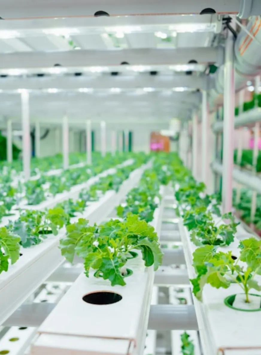 Indoor vertical farming